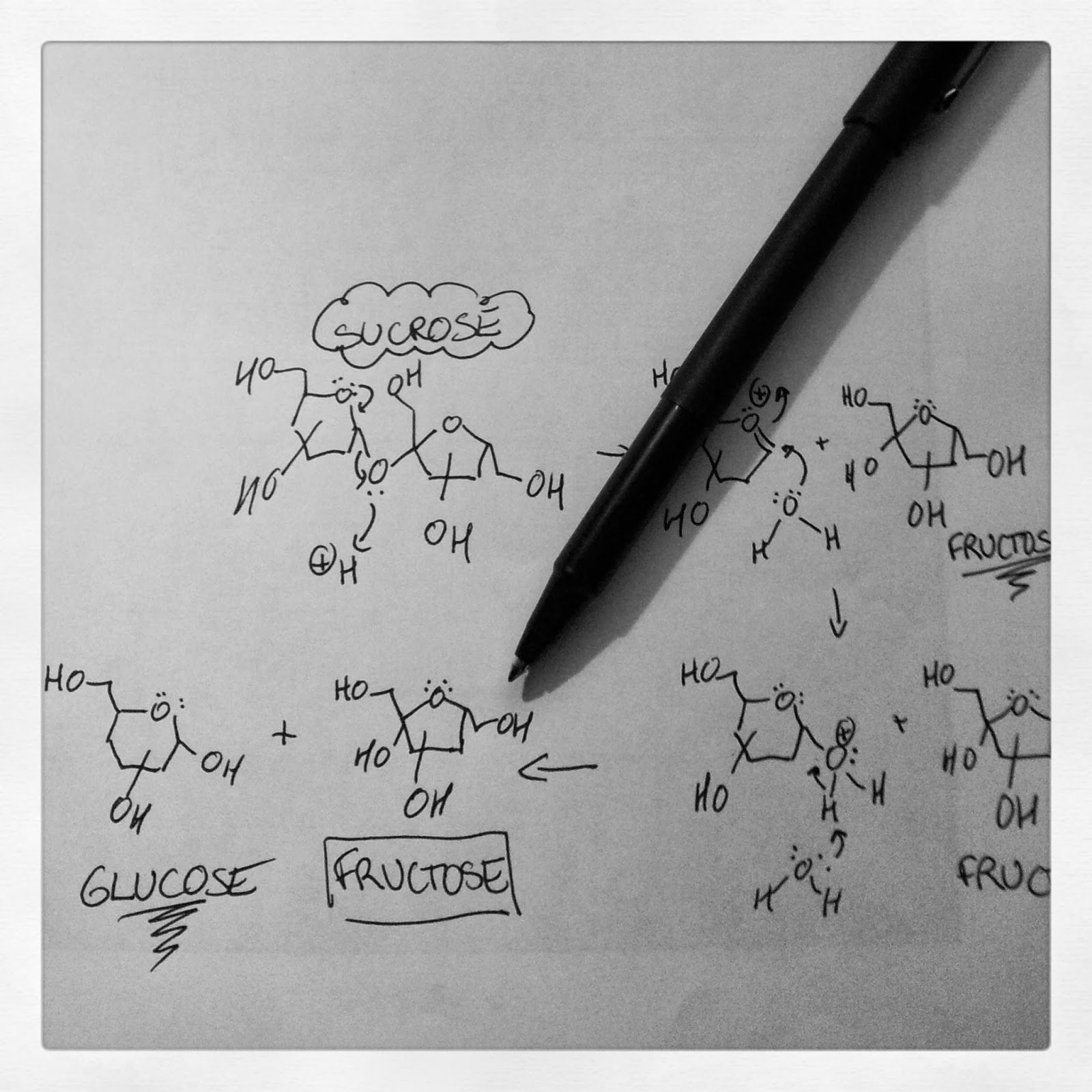 Hydrolysis of sucrose