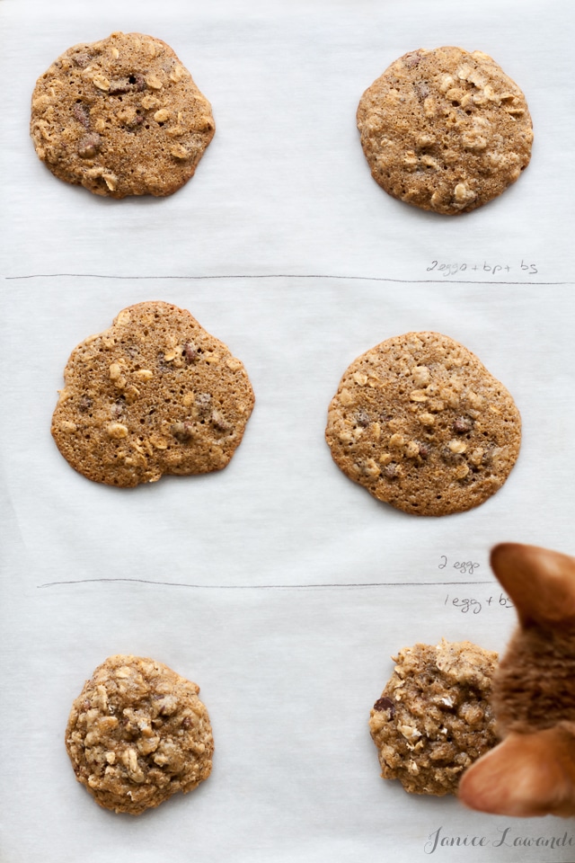 gluten-free chocolate chip cookies made with different amount of eggs in the cookie dough and more or less chemical leaveners to show the impact on texture and cookie spread when baked.