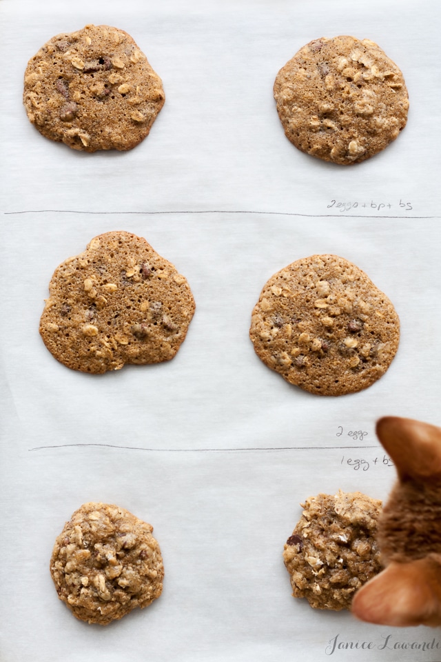 glutenfri chokoladechipkager lavet med forskellige mængder æg i kagedejen og mere eller mindre kemiske surdej for at vise indvirkningen på tekstur og cookie-spredning, når de bages.