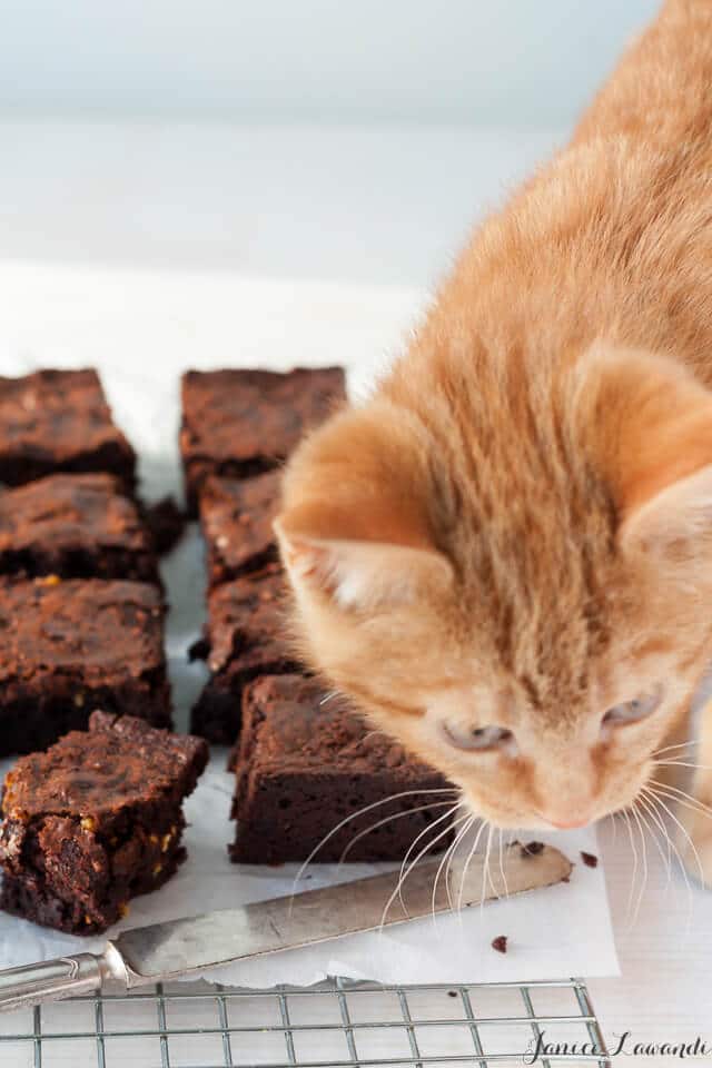 Chewy Popcorn brittle brownies so good even the cat wants to eat them