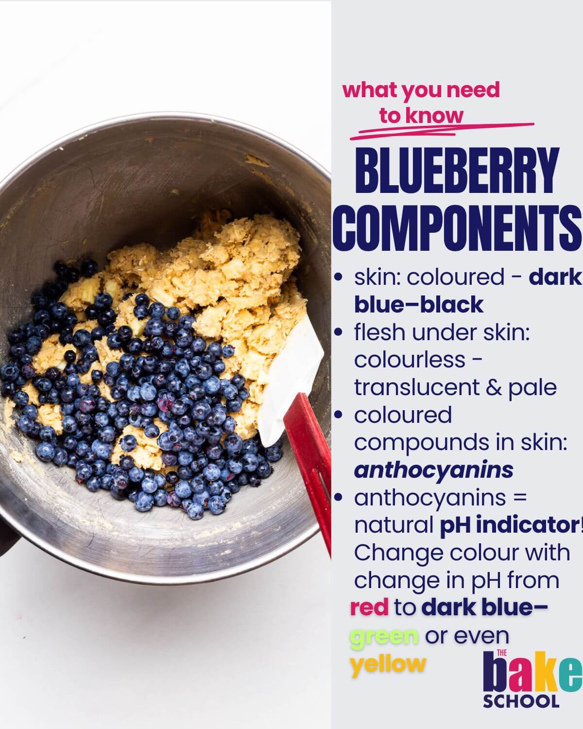 Components of blueberries (skin are dark blue and contain anthocyanins, while the flesh is light, pale, translucid).